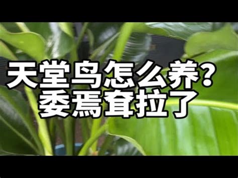 天堂鳥 澆水